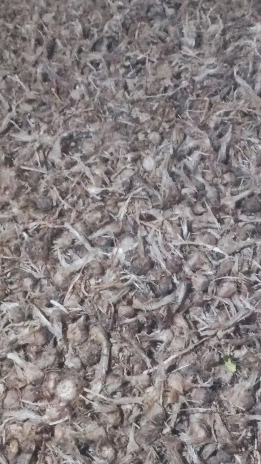 پیاز زعفران|گل و گیاه طبیعی|خواف, |دیوار