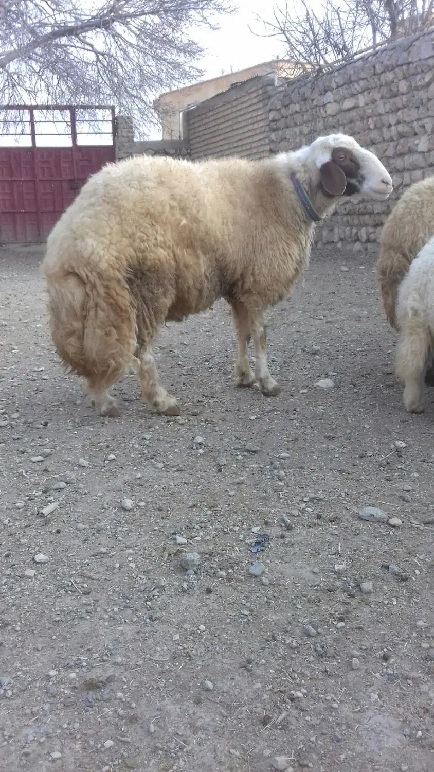 قوچ|حیوانات مزرعه|اسلام‌‌آباد غرب, |دیوار