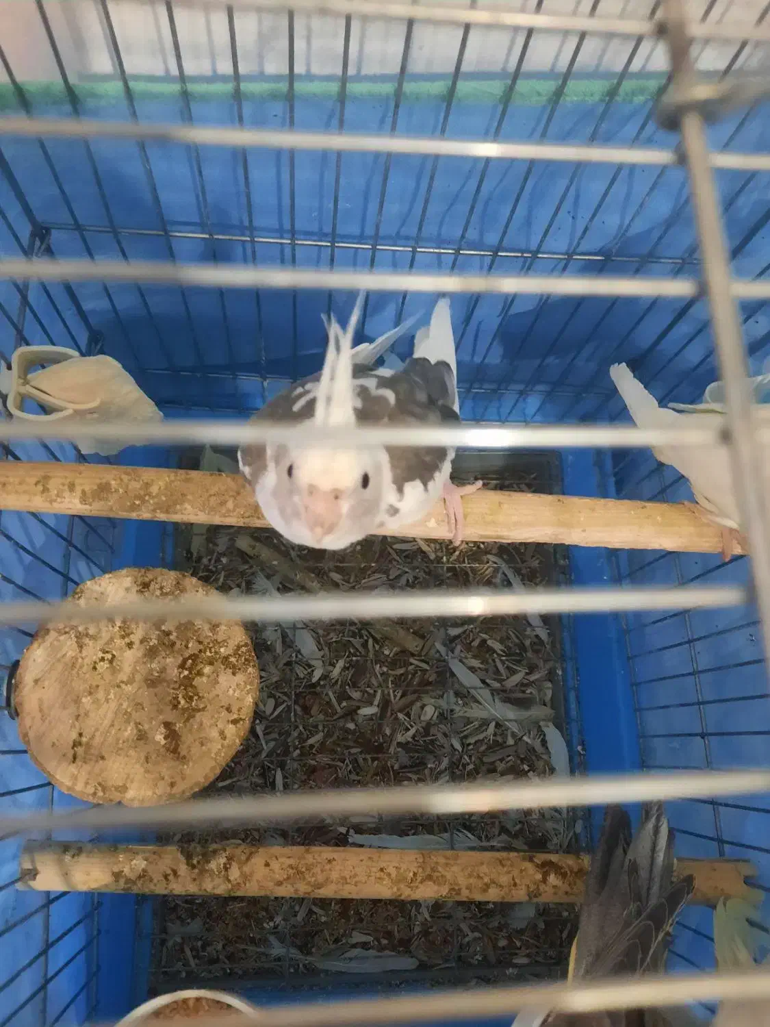 عروس هلندی|پرنده|قم, شهرک مهدیه (مدرس)|دیوار