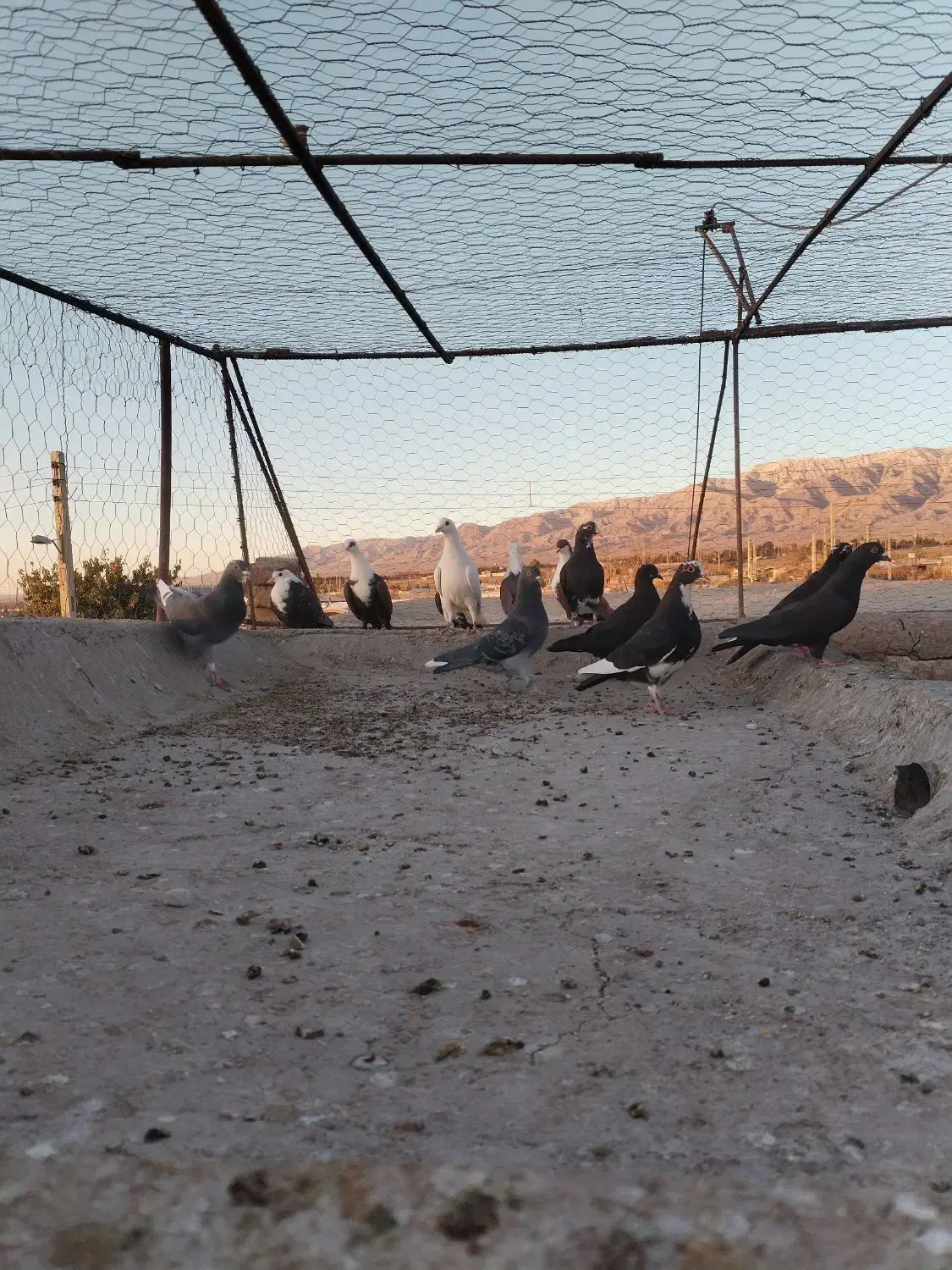 پرنده، کبوتر پریدنی|پرنده|نگار, |دیوار