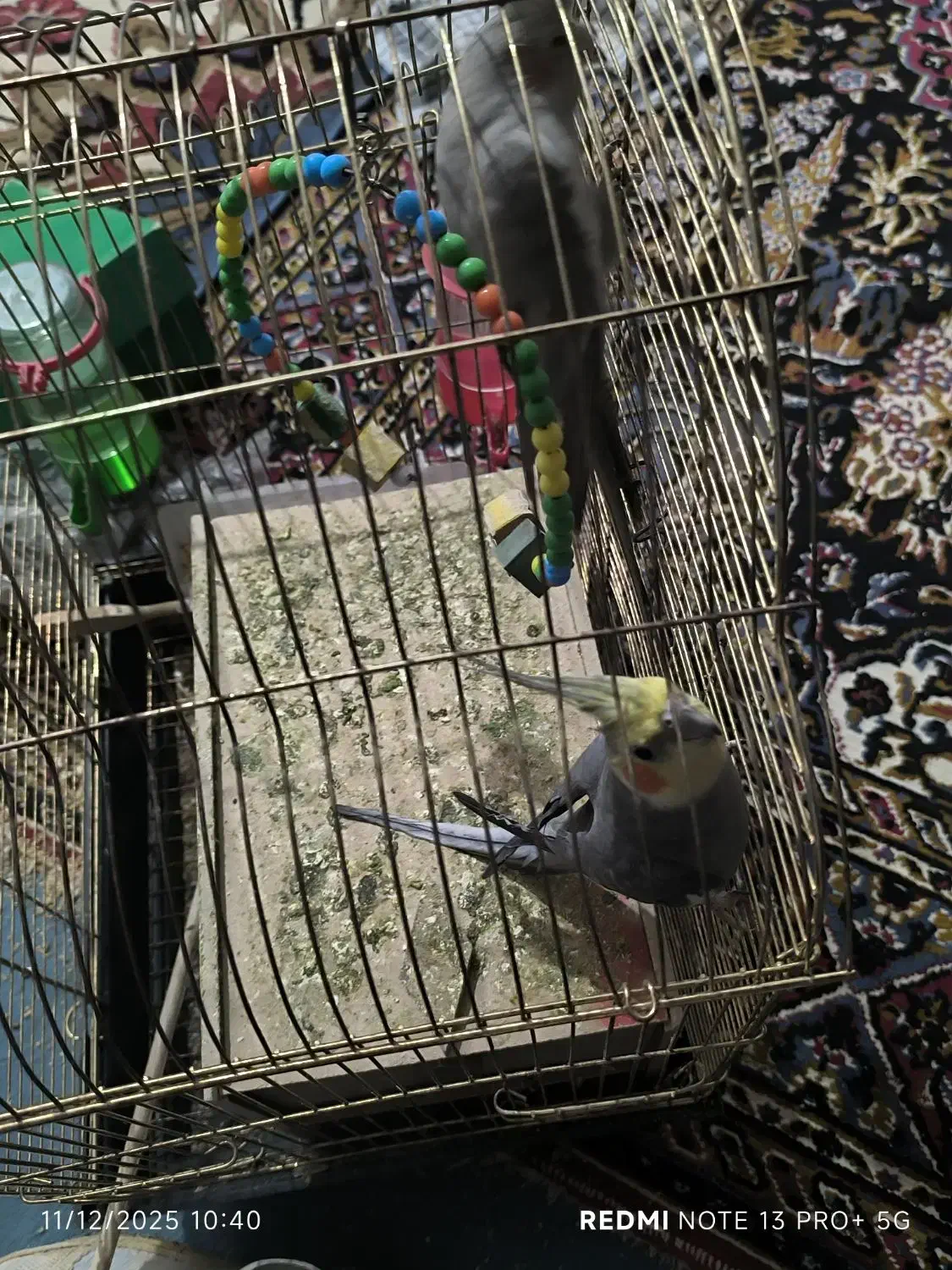 جفت عروس هلندی دستی|پرنده|شوشتر, |دیوار