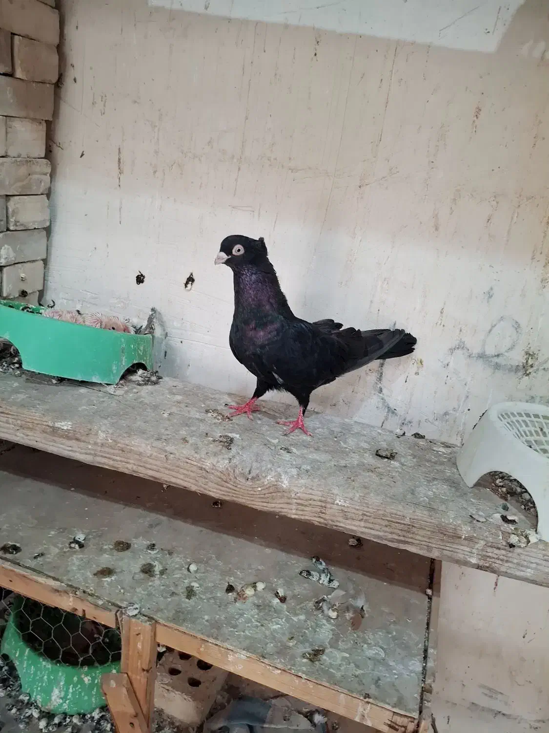 صرب زرد|پرنده|ایذه, |دیوار