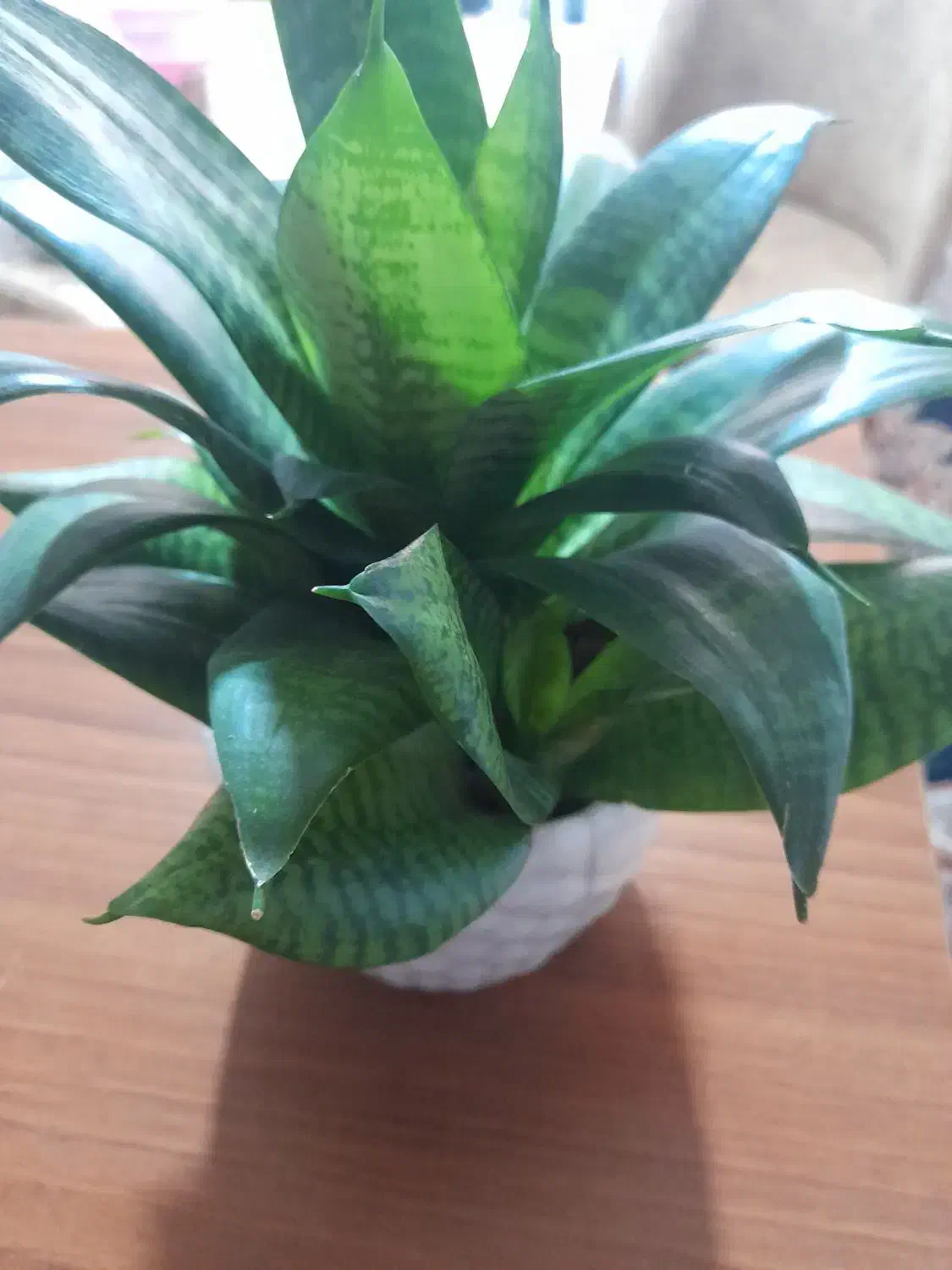 گل اپارتمانی|گل و گیاه طبیعی|ورامین, ورامین|دیوار