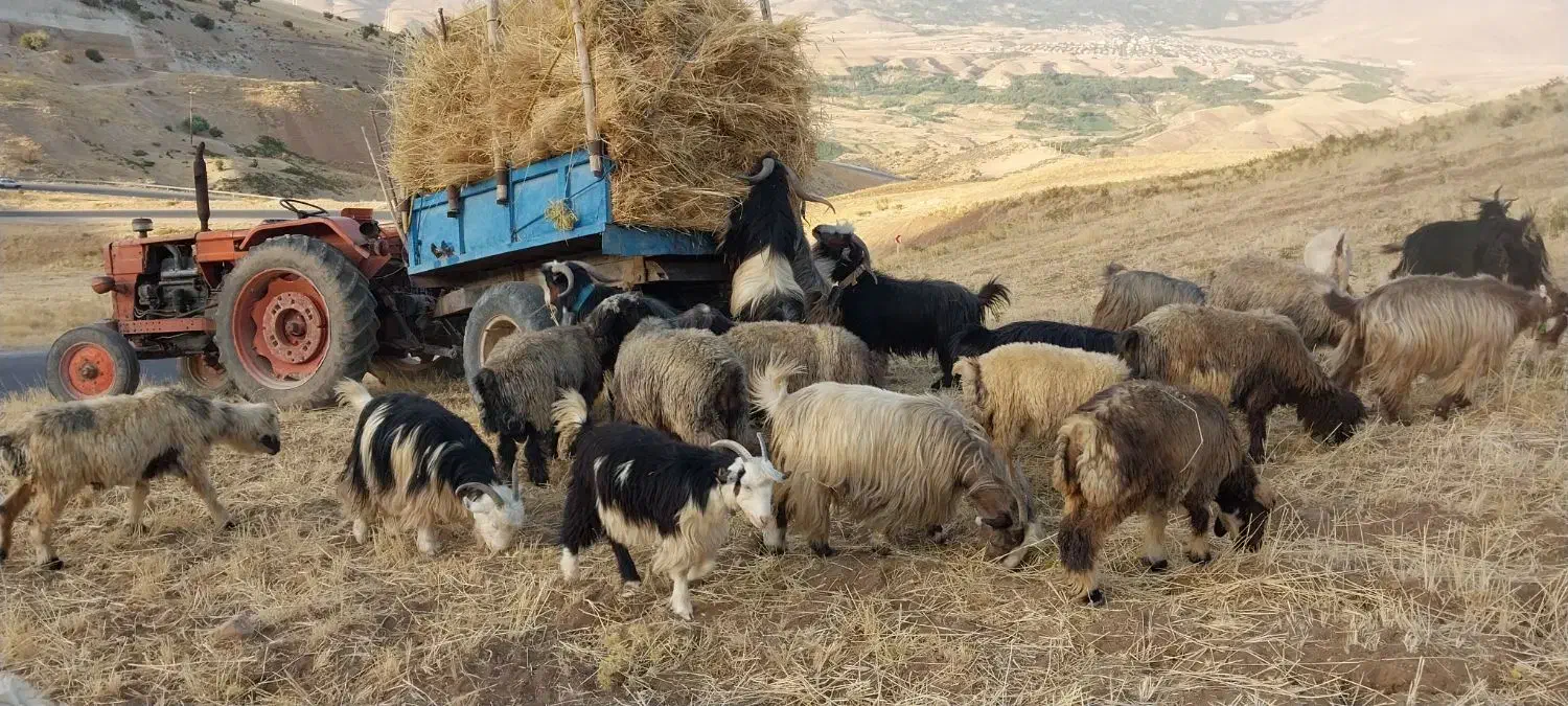 بز وتیشتر|حیوانات مزرعه|ناغان, |دیوار