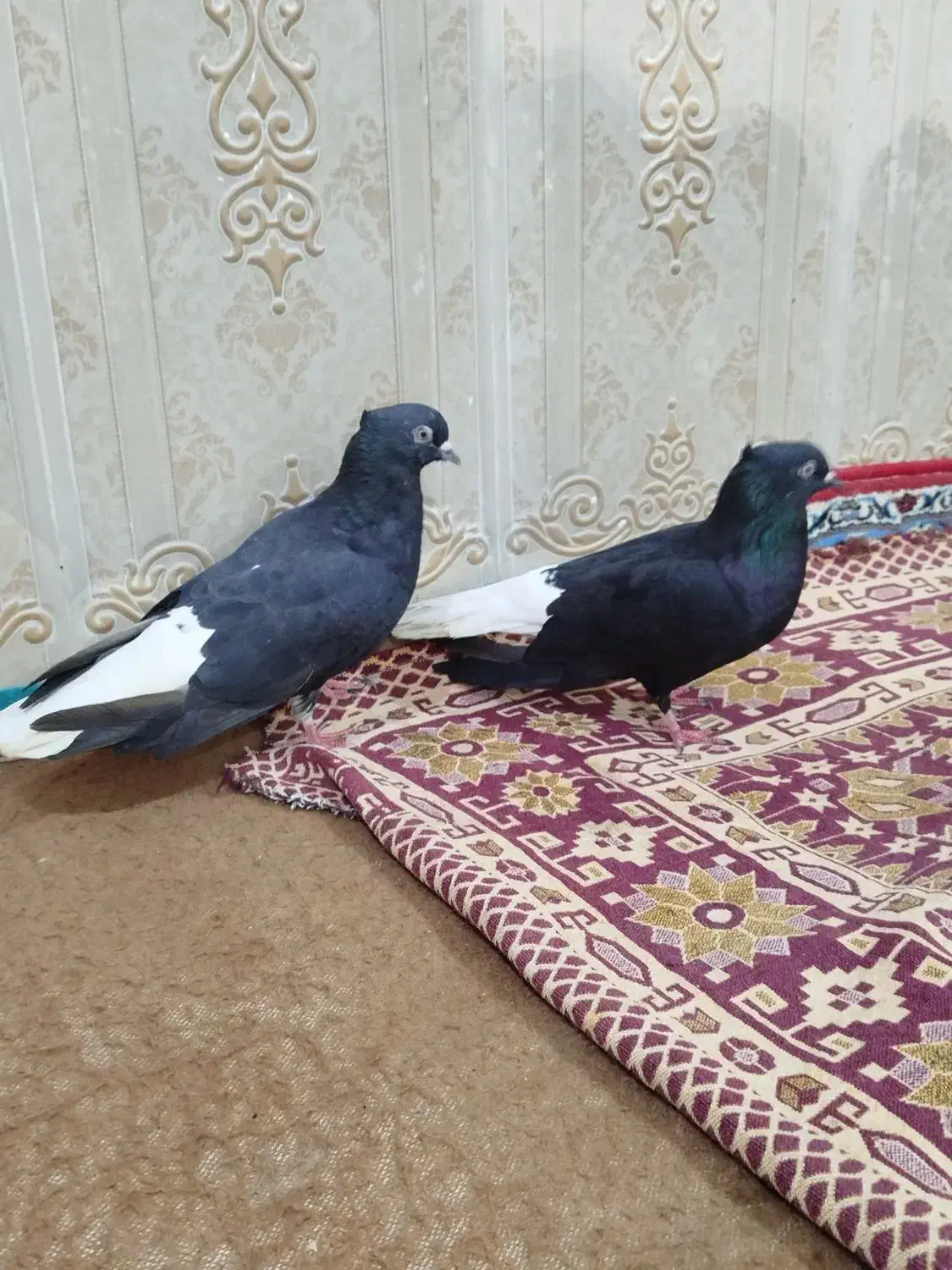 کبوتر اشعل|پرنده|کارون, |دیوار