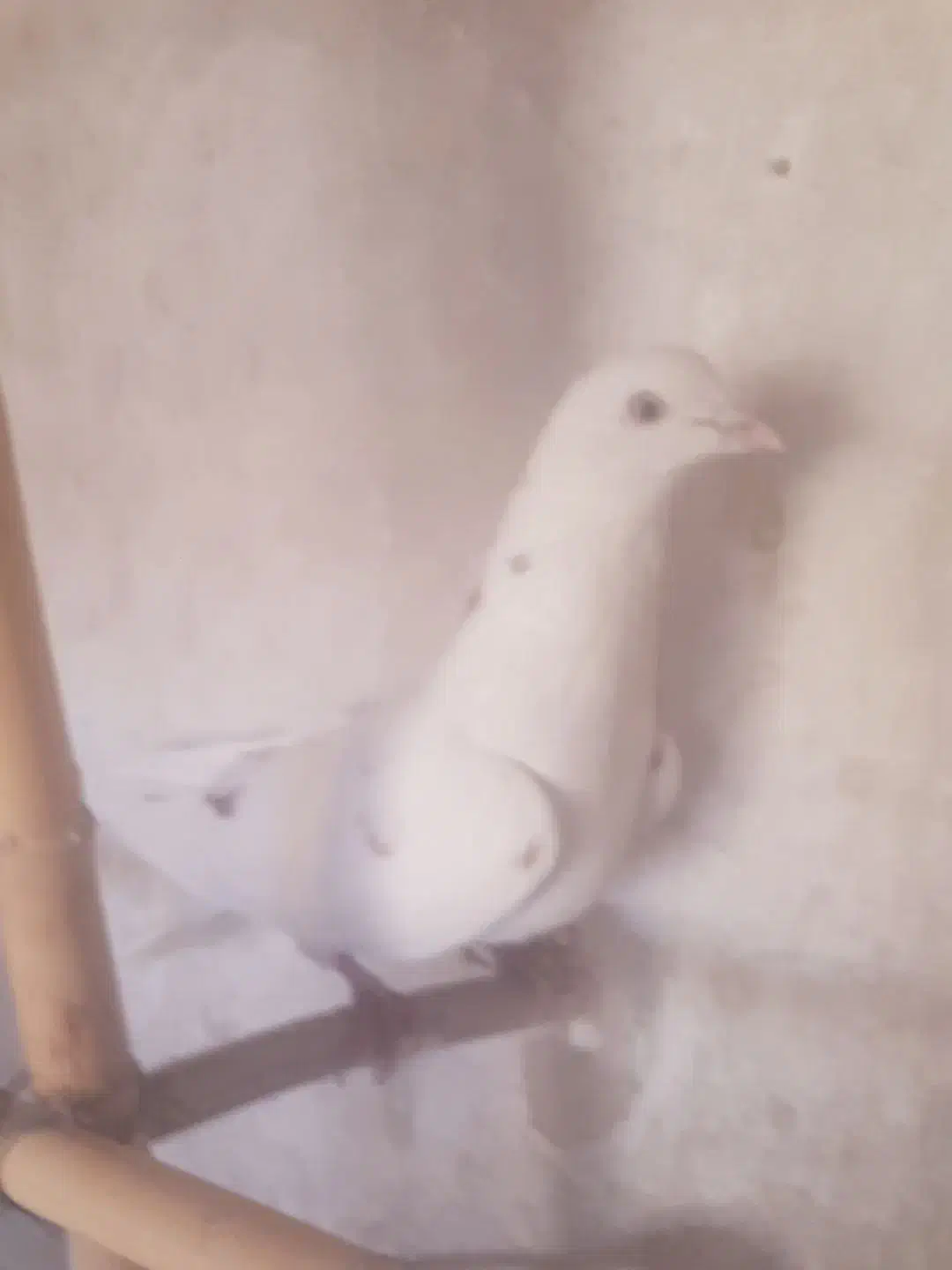 ۱۰ عدد کبوتر پزشی|پرنده|مهدی شهر, |دیوار