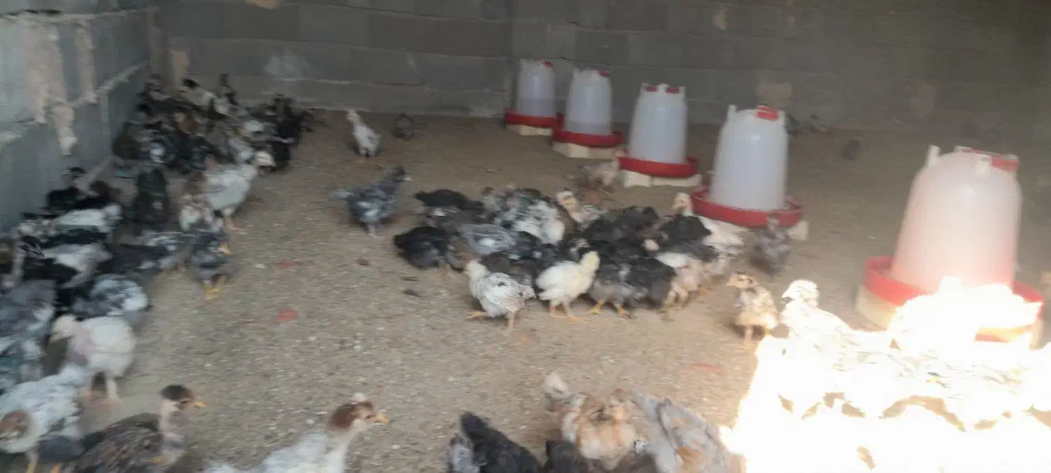 چوری ملگر و کاکلی|حیوانات مزرعه|اردکان, |دیوار