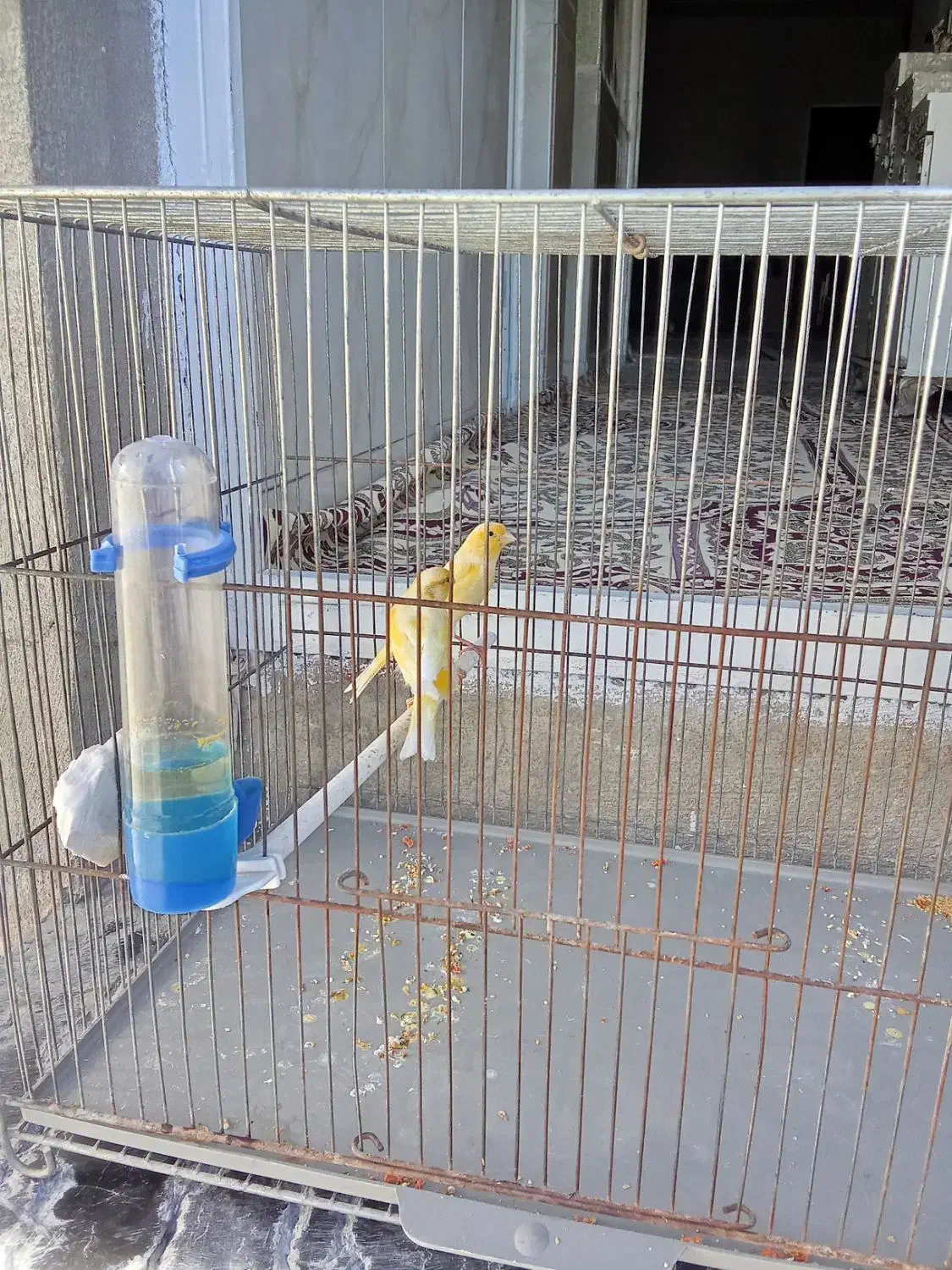 سلام عشق بازان قناری|پرنده|ایلام, |دیوار