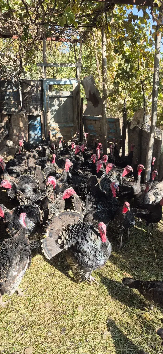 بوقلمون و قوغاز آفریقایی اصل|حیوانات مزرعه|خوی, |دیوار