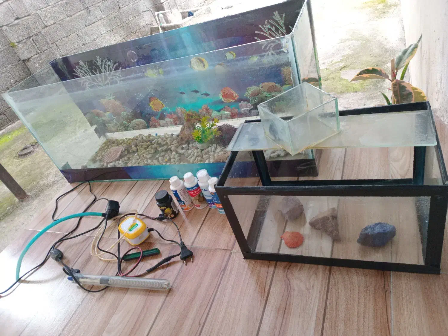 آکواریوم|ماهی|لشت نشا, |دیوار