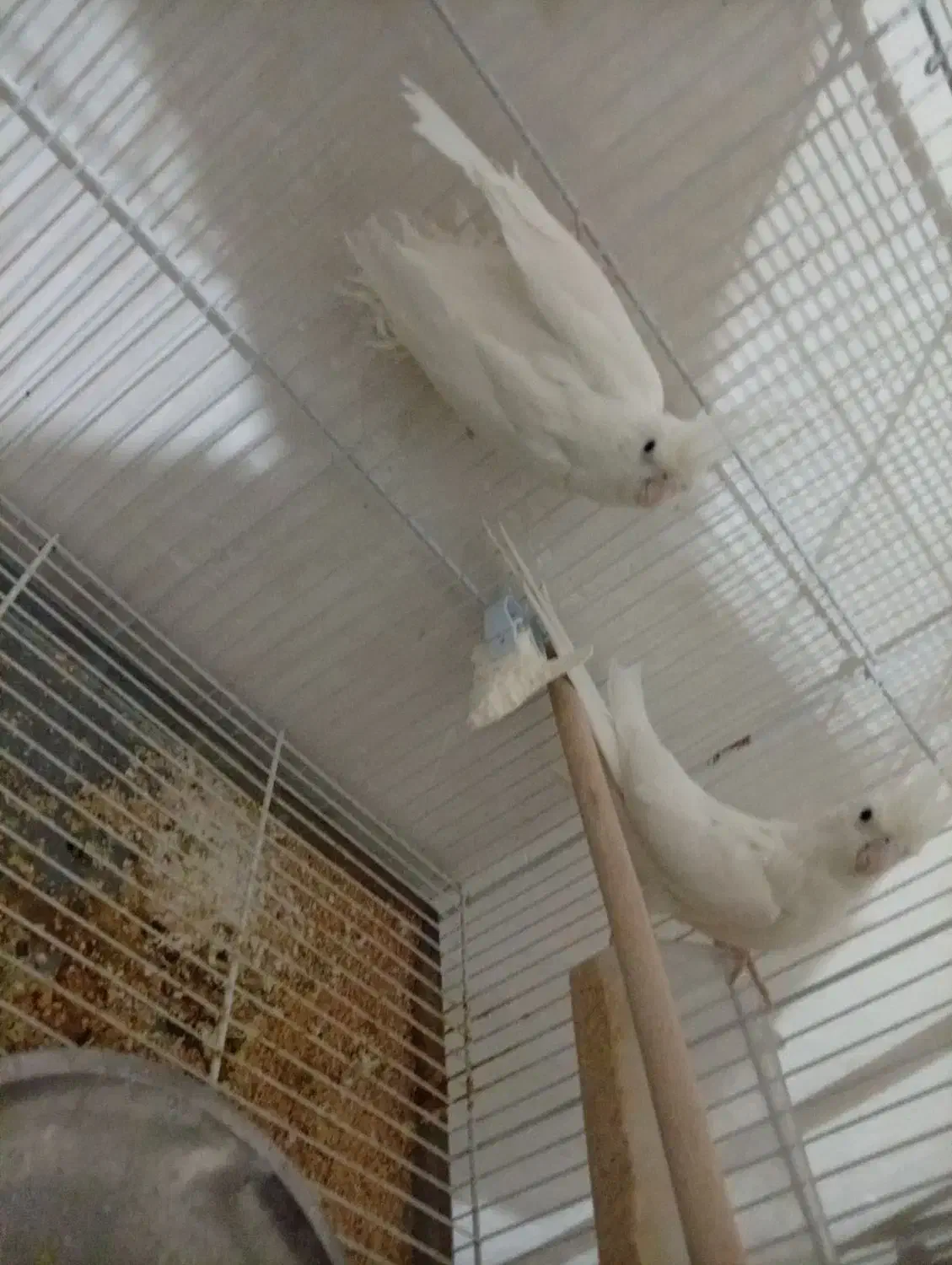 عروس هلندی|پرنده|دوگنبدان, |دیوار