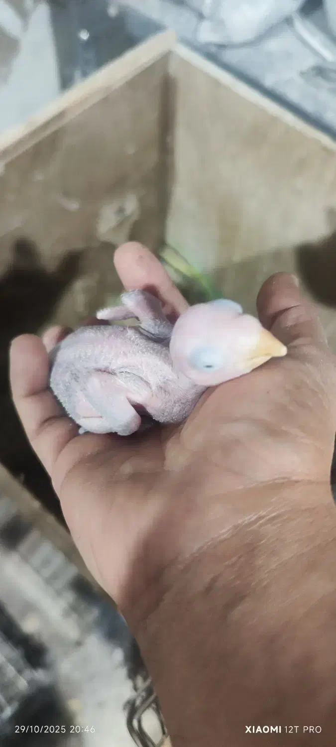 جوجه شاه طوطی|پرنده|اهواز, کوی جواهری|دیوار