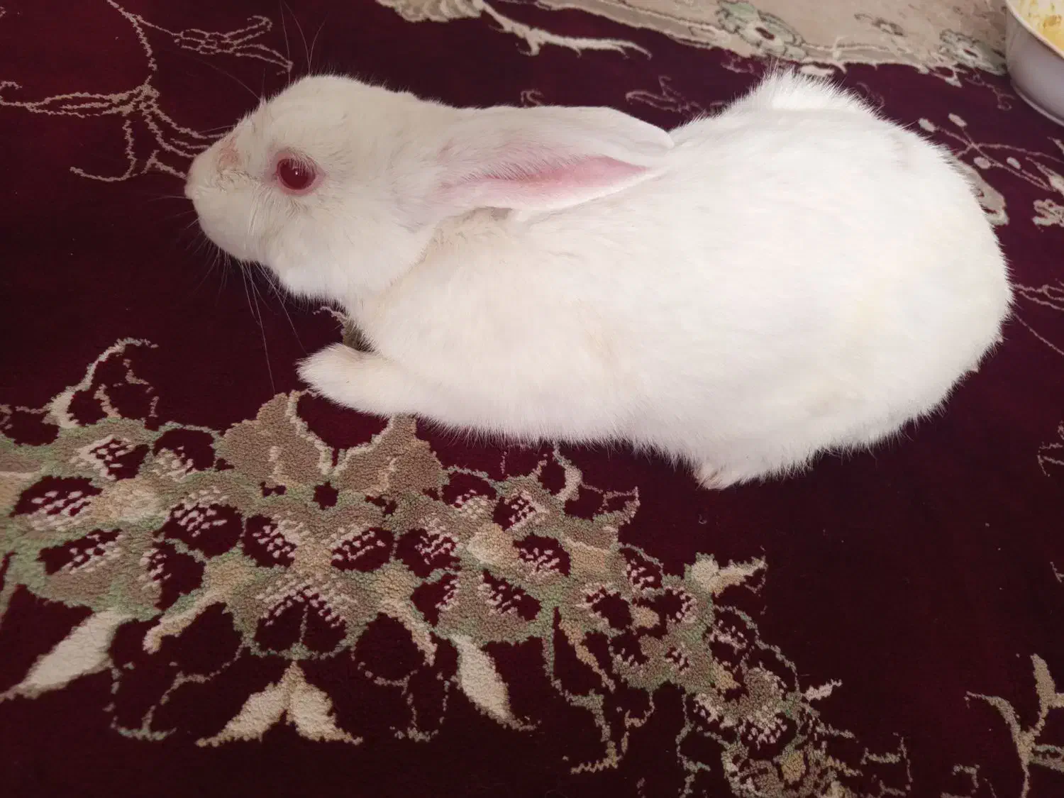 خرگوش|موش و خرگوش|زابل, |دیوار