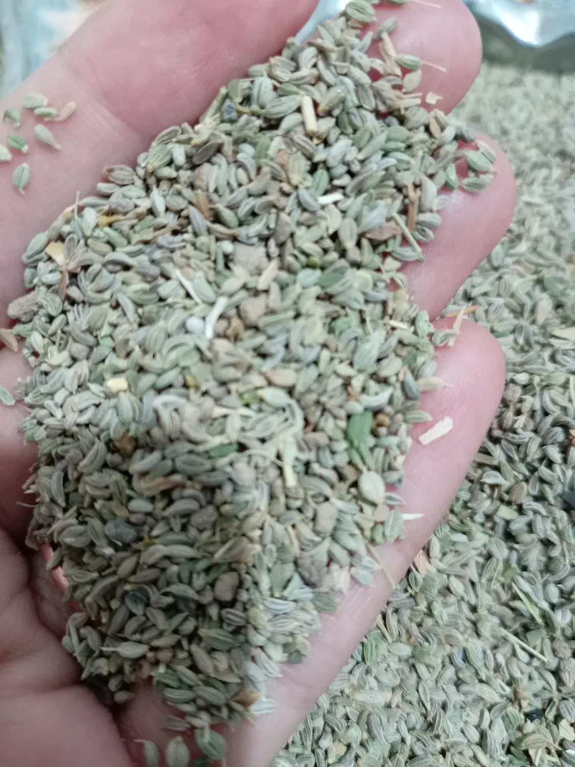 بذر جعفری|گل و گیاه طبیعی|نیشابور, فضل|دیوار