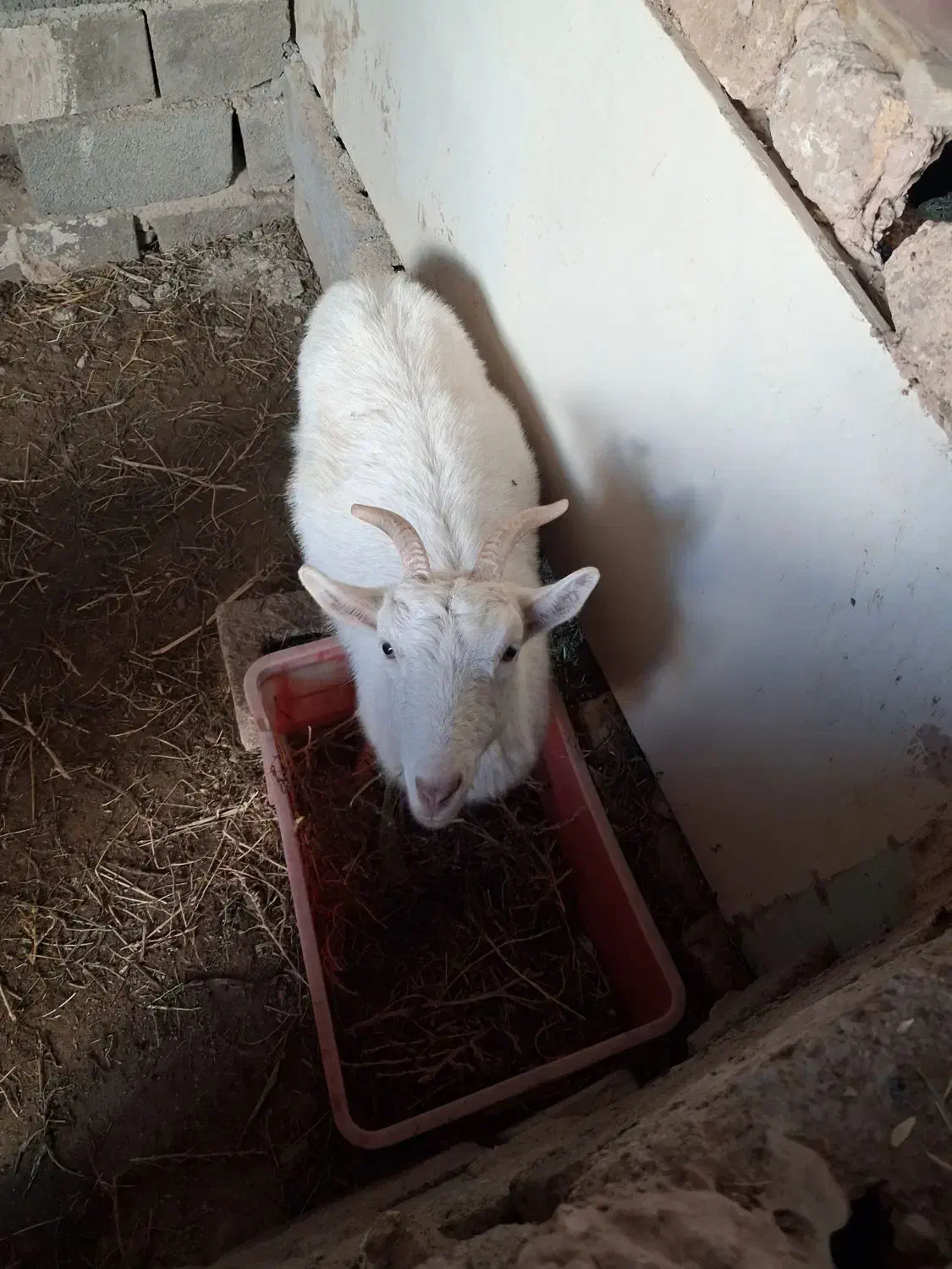 بز سانن|حیوانات مزرعه|پاکدشت, خاتون آباد|دیوار