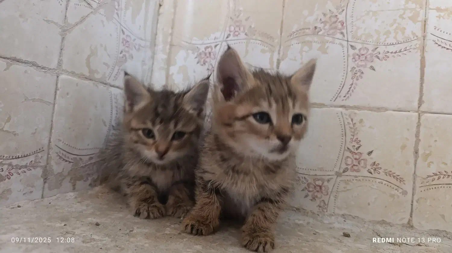 واگذاری گربه|گربه|زاهدان, |دیوار