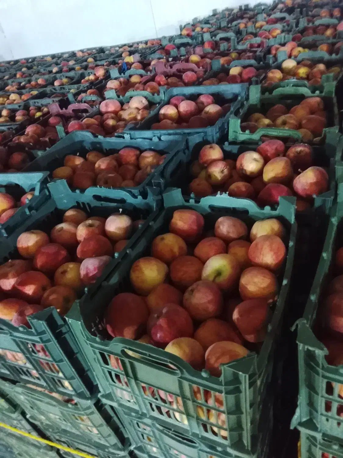 سیب قرمز|خوردنی و آشامیدنی|نقده, |دیوار