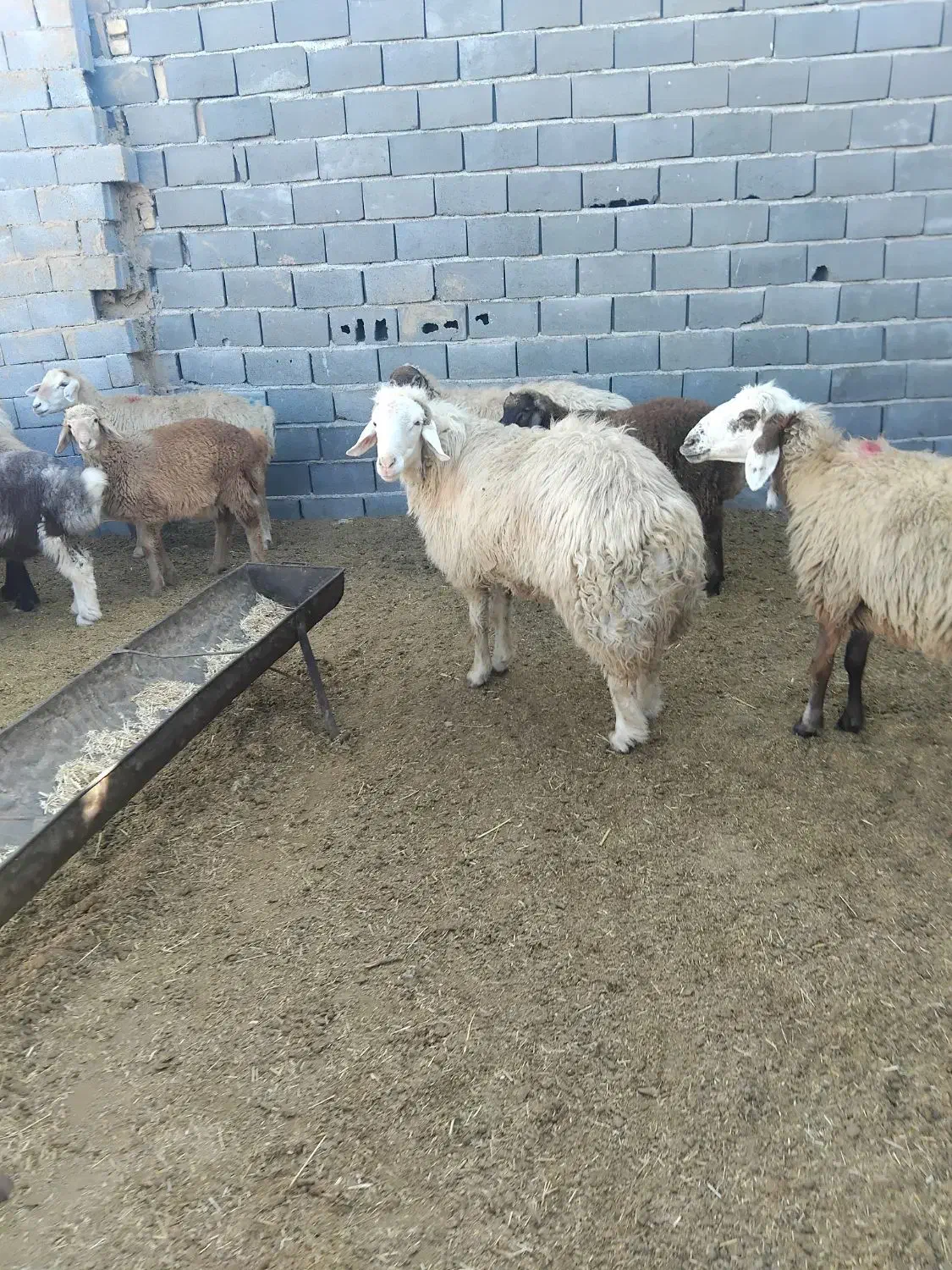 قوچ|حیوانات مزرعه|بجنورد, |دیوار