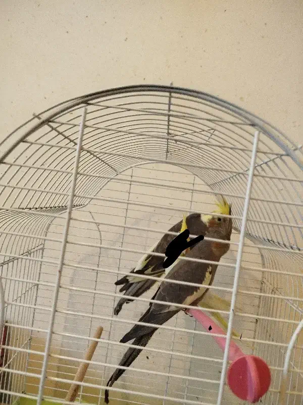 جوجه عروس هلندی|پرنده|ارسنجان, |دیوار