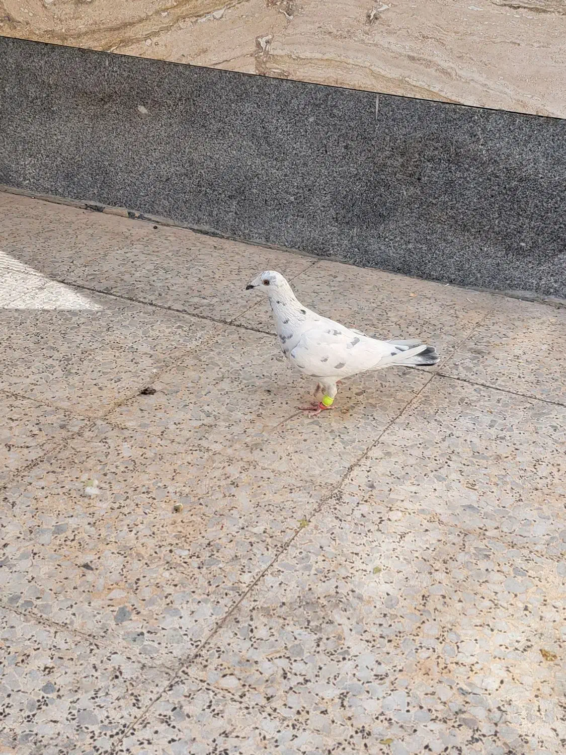 کفتر وپرنده|پرنده|شیراز, شهرک رضوان|دیوار