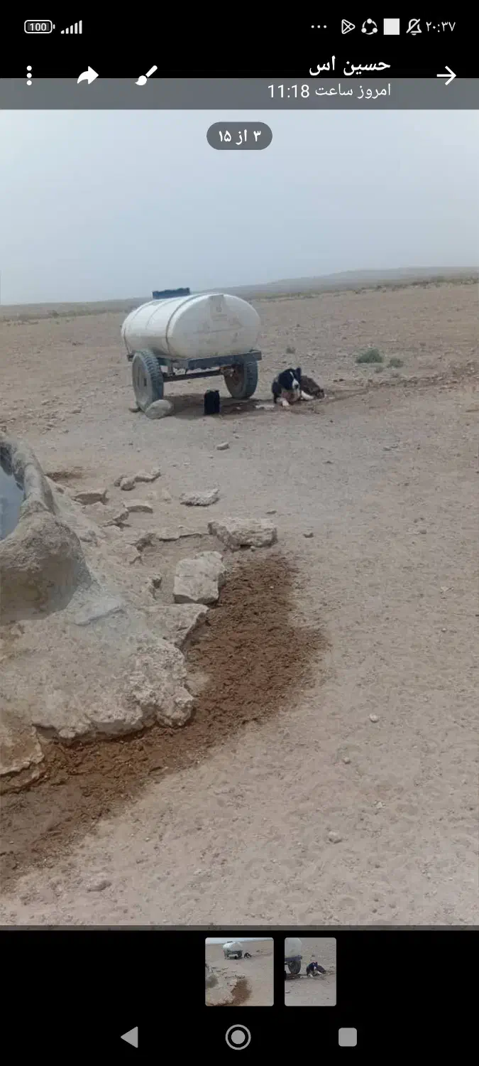 گمشده سگ گله|سگ|رفسنجان, |دیوار