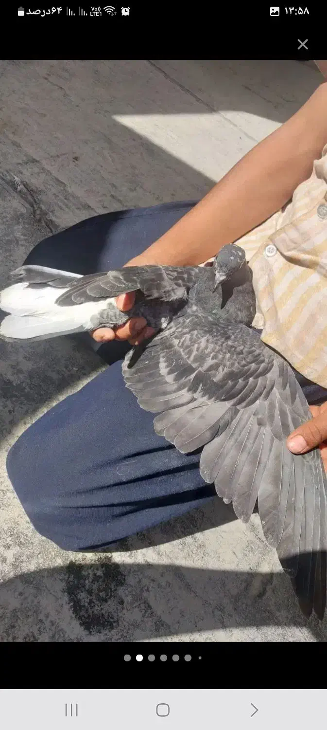 کبوتر|پرنده|اصفهان, بهرام‌آباد|دیوار