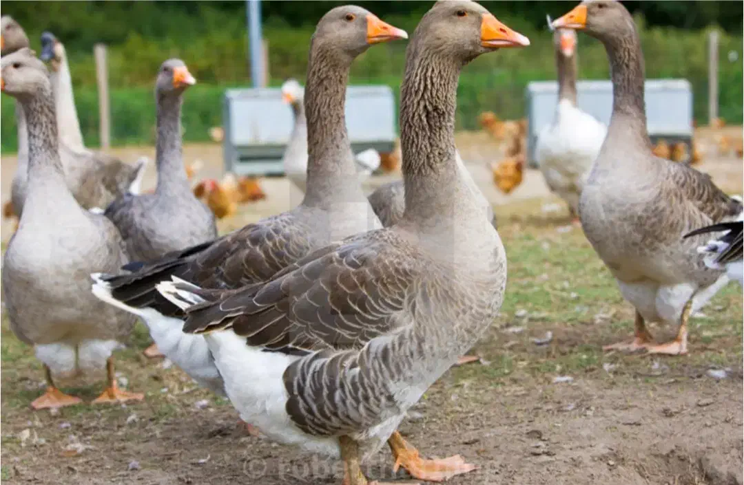 فروش غاز محلی|حیوانات مزرعه|بابکان, |دیوار