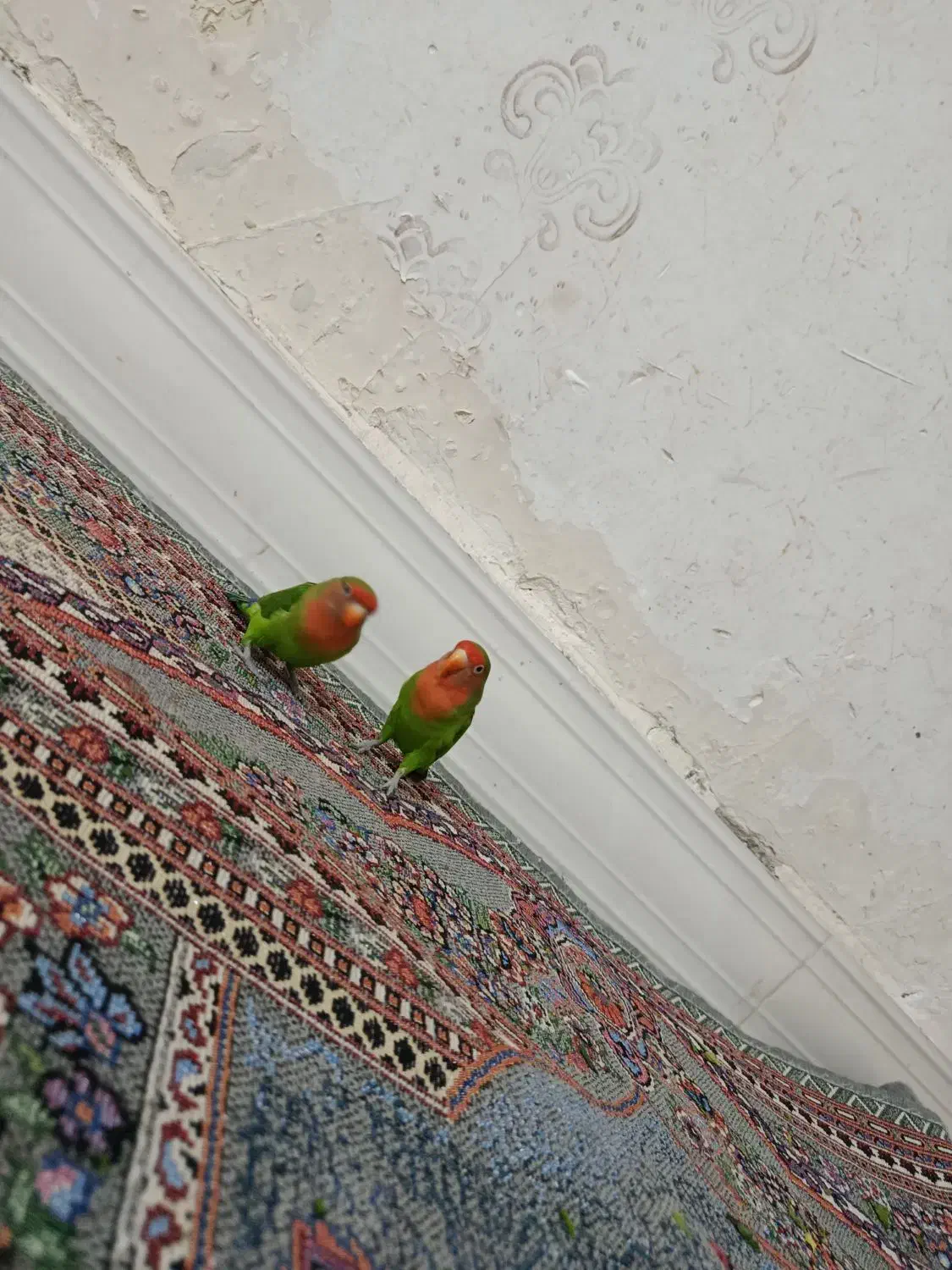 طوطی|پرنده|دورود, |دیوار