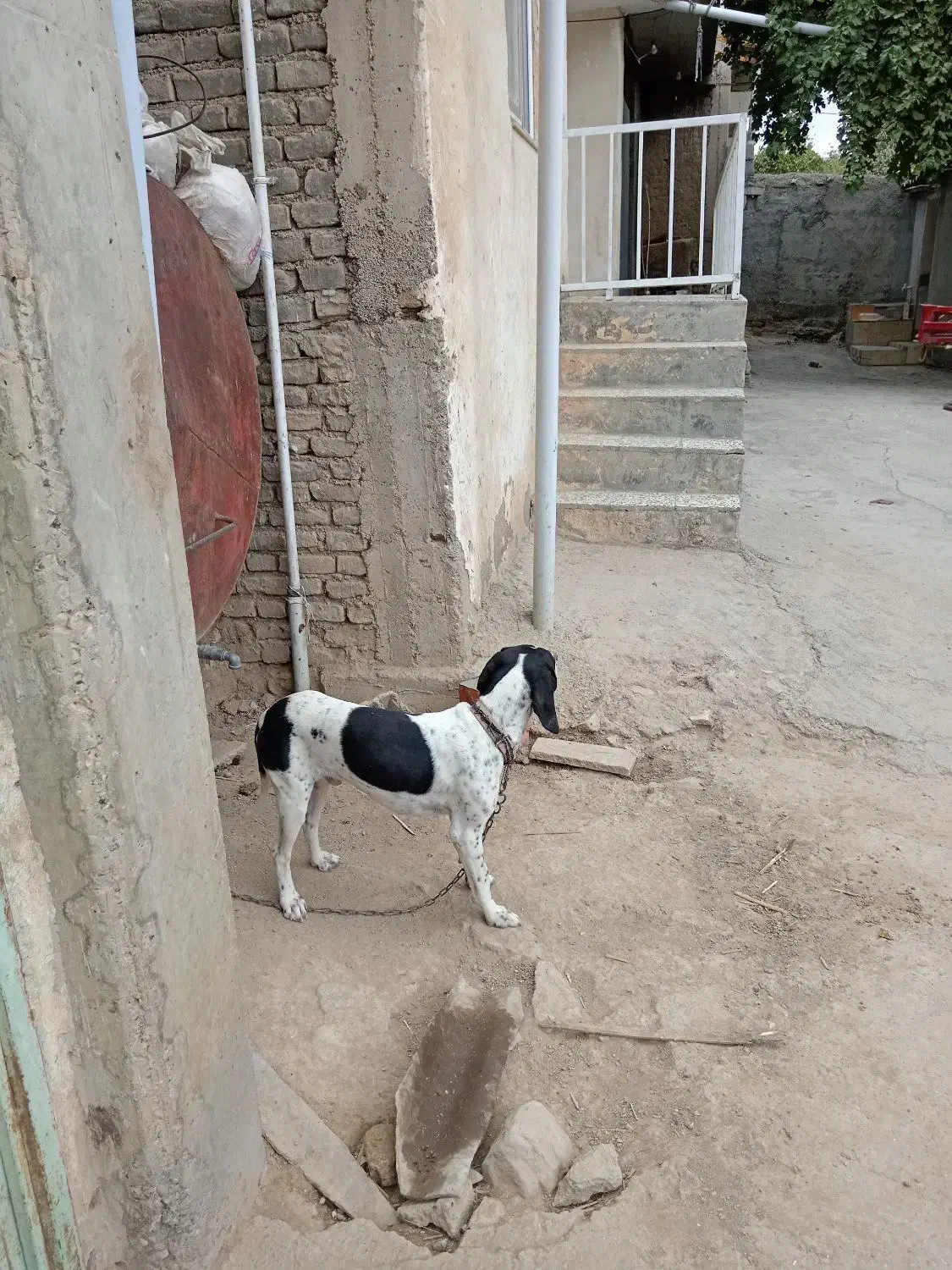 فروش توله سگ میکس آلمان و انگلیس اصل|سگ|گلی داغ, |دیوار