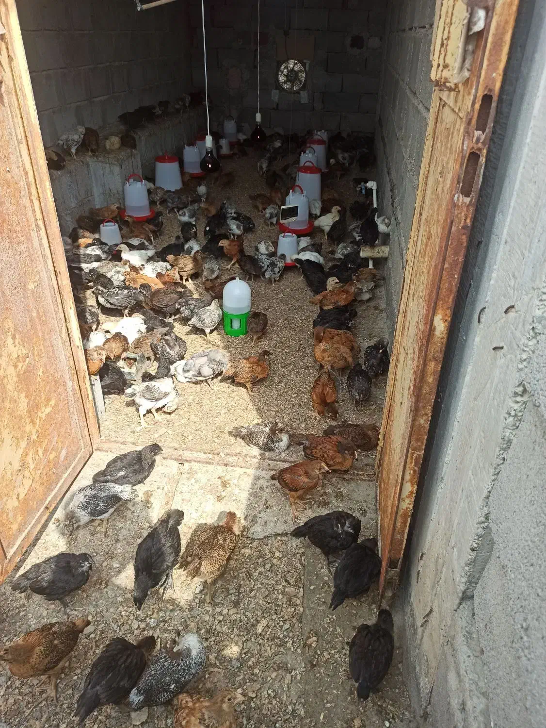 جوجه|حیوانات مزرعه|شمیل, |دیوار