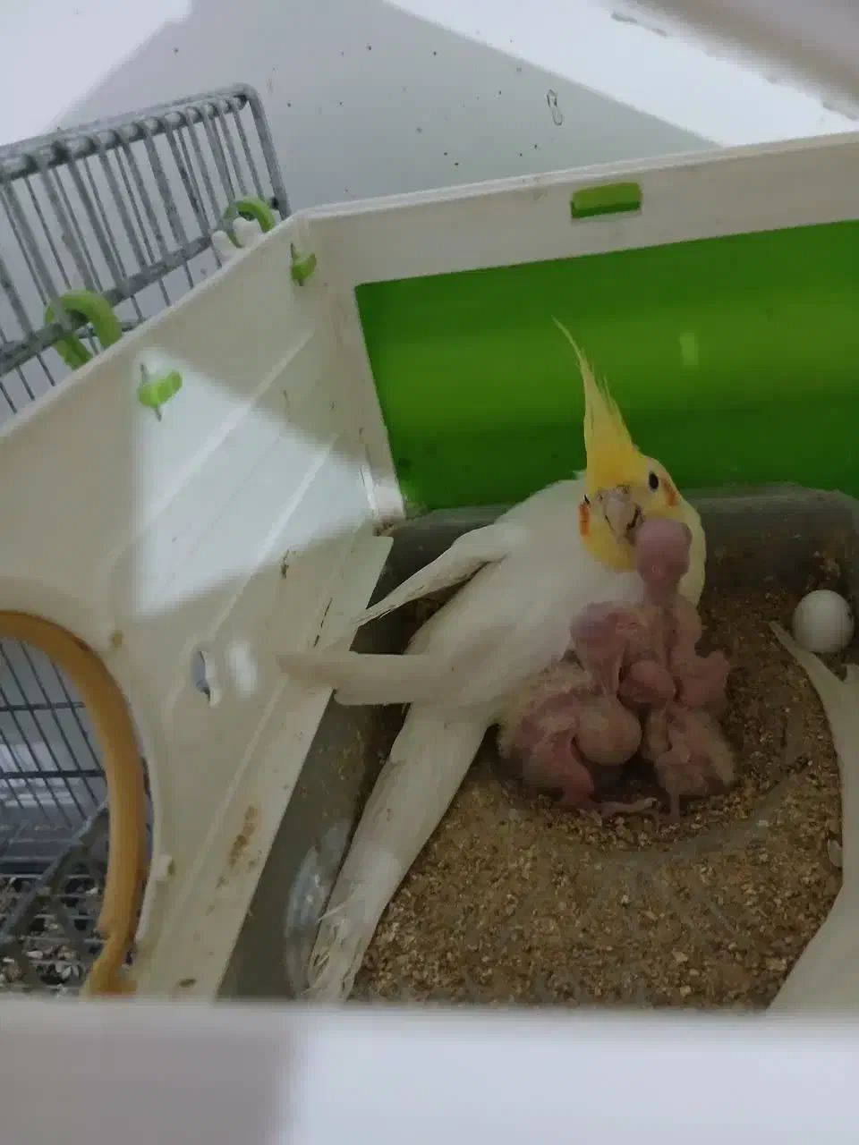 پرنده عروس هلندی|پرنده|دلیجان, |دیوار