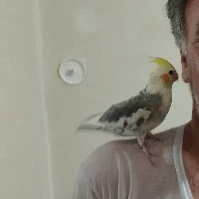 عروس هلندی دستی گمشده|حیوانات|سبزوار, توحیدشهر|دیوار