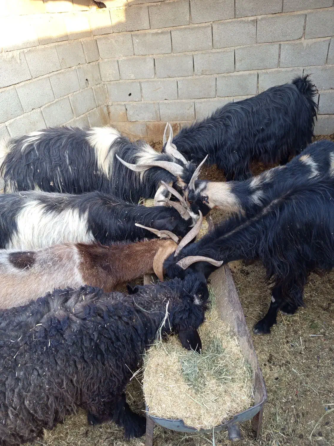 بز و دوبر|حیوانات مزرعه|شیراز, آبیاری|دیوار