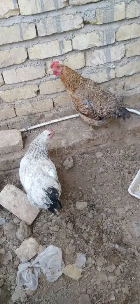مرغ تخم گذار|حیوانات مزرعه|شیراز, ماه فیروزان|دیوار