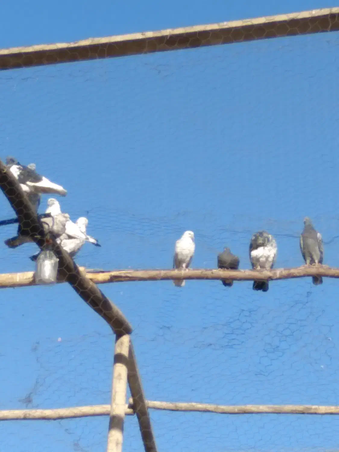 ۱۲تا کبوتر پرشی خوب|پرنده|معصومیه, |دیوار