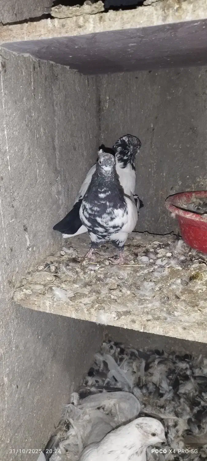 کبوتر|پرنده|زرند, |دیوار