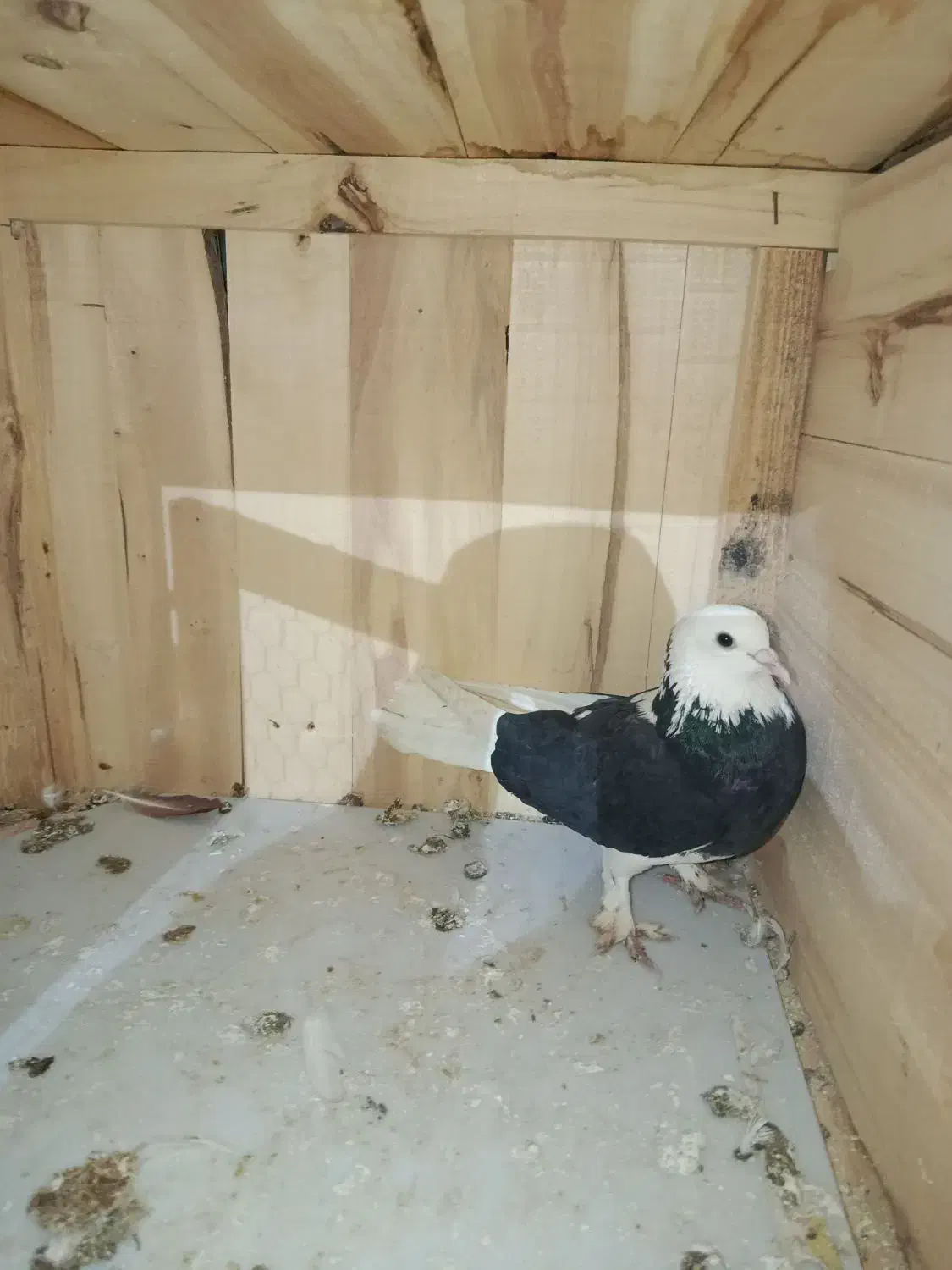 ابلغ|پرنده|قم, سراجه (۱۵ خرداد)|دیوار