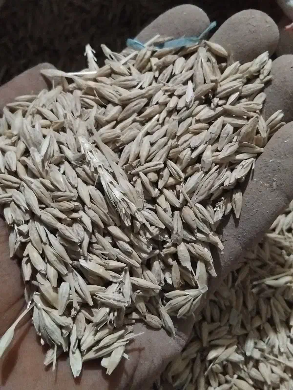 فروش جو|عمده‌فروشی|گرمسار, |دیوار