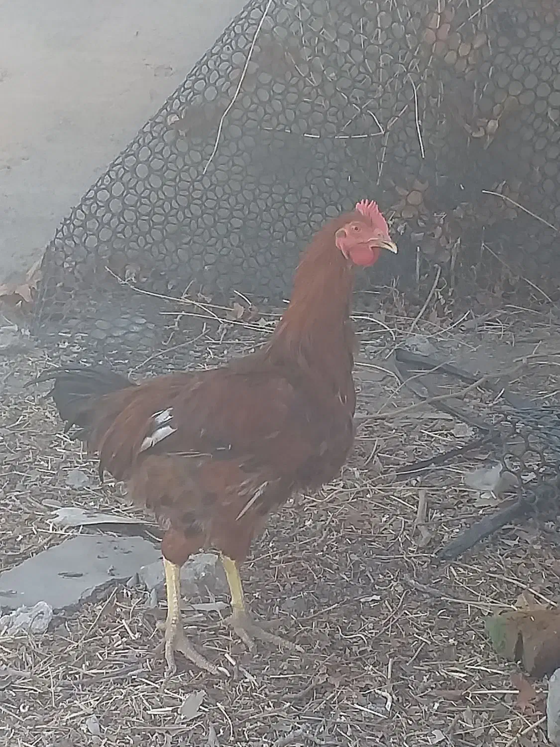 خروس اصیل و کفتر کبوتر و بره چاق|حیوانات مزرعه|مشهد, امیریه|دیوار