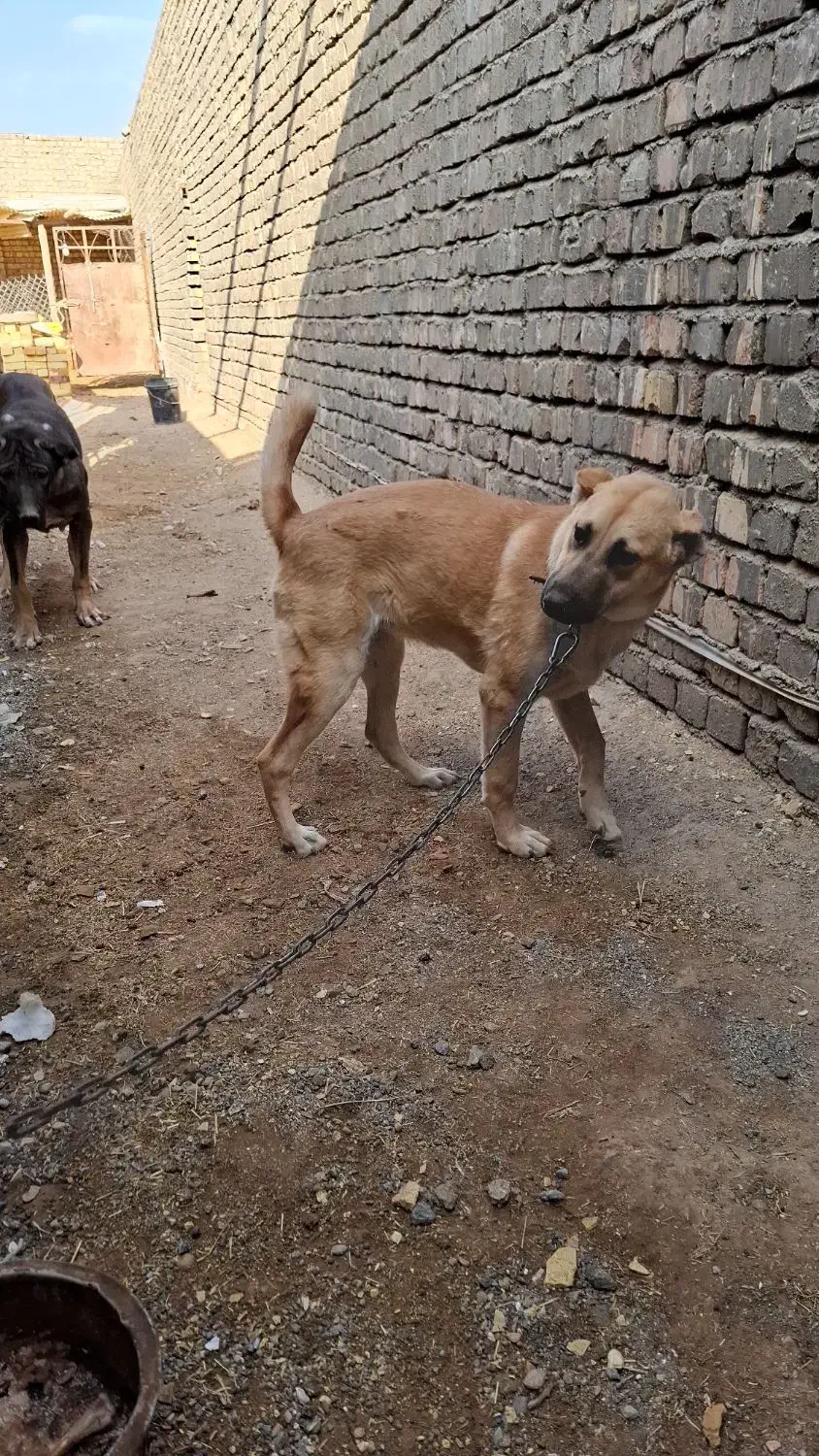 واگذاری توله دهن پاک|سگ|قنوات, |دیوار