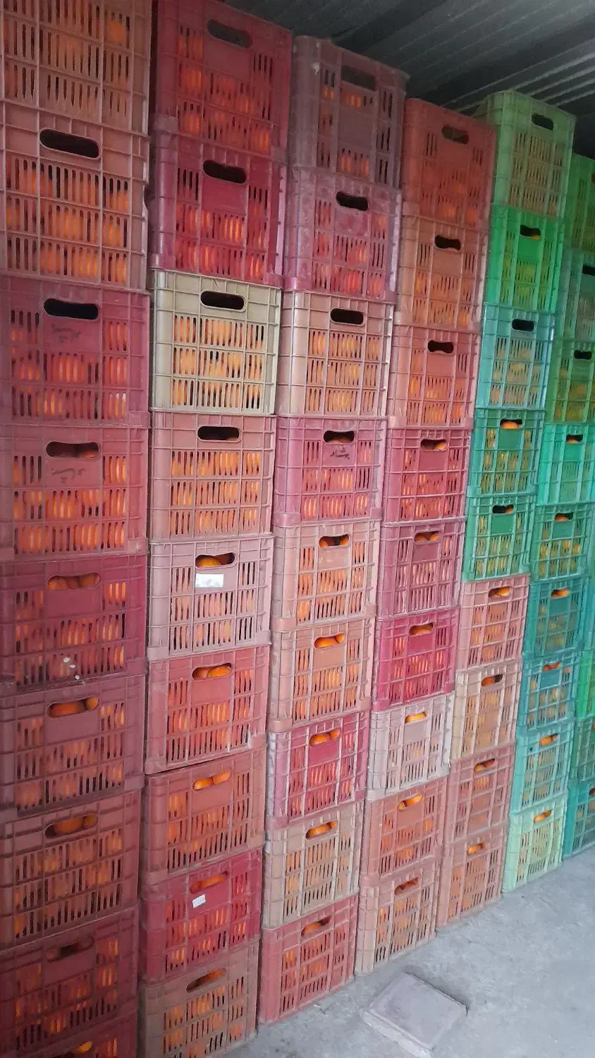 فروش پرتقال خونی وتامسون|عمده‌فروشی|خرم‌آباد (تنکابن), |دیوار