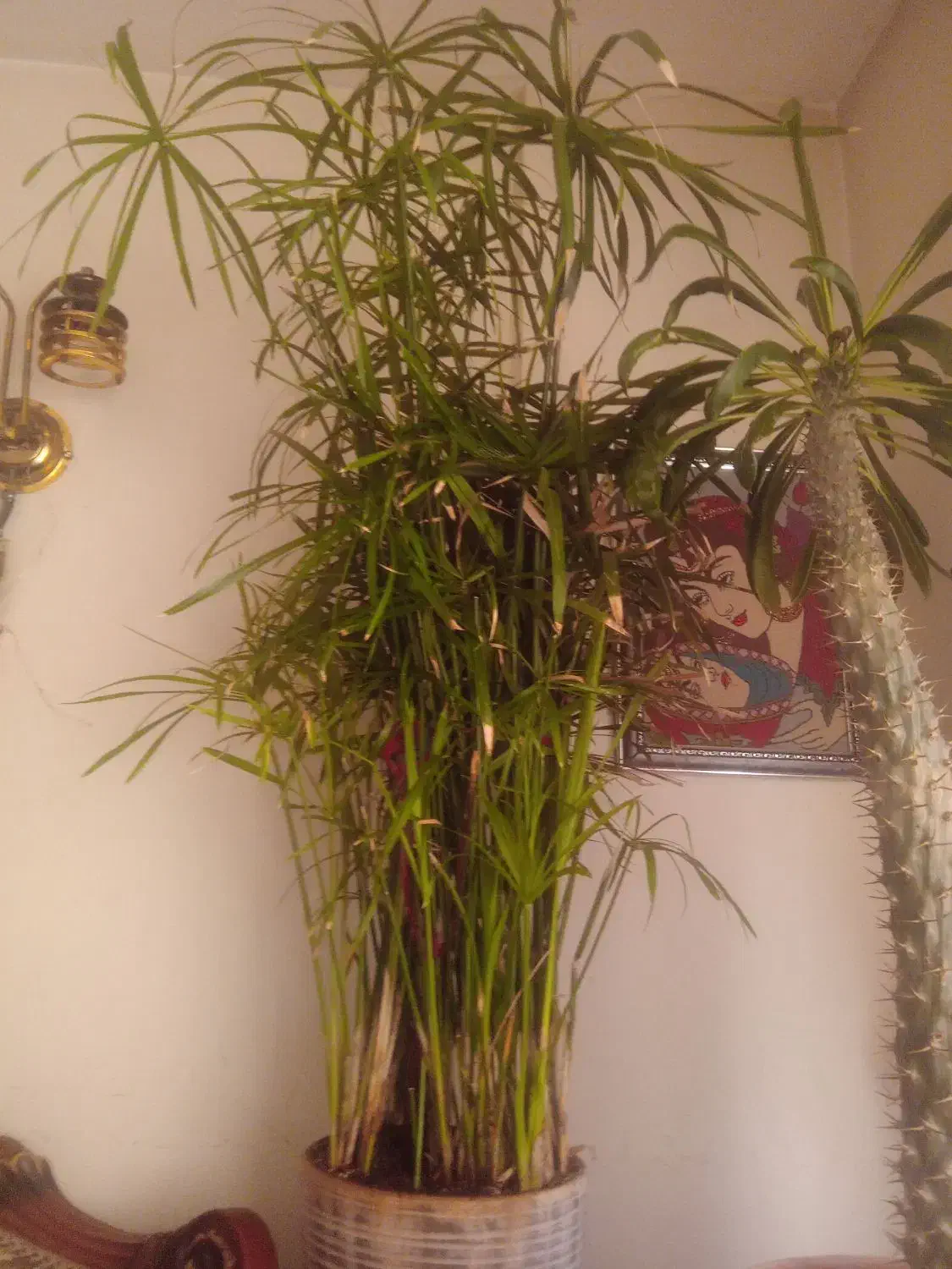 نخل ماداگاسکار ونخل مرداب|گل و گیاه طبیعی|پردیس, فاز ۱|دیوار