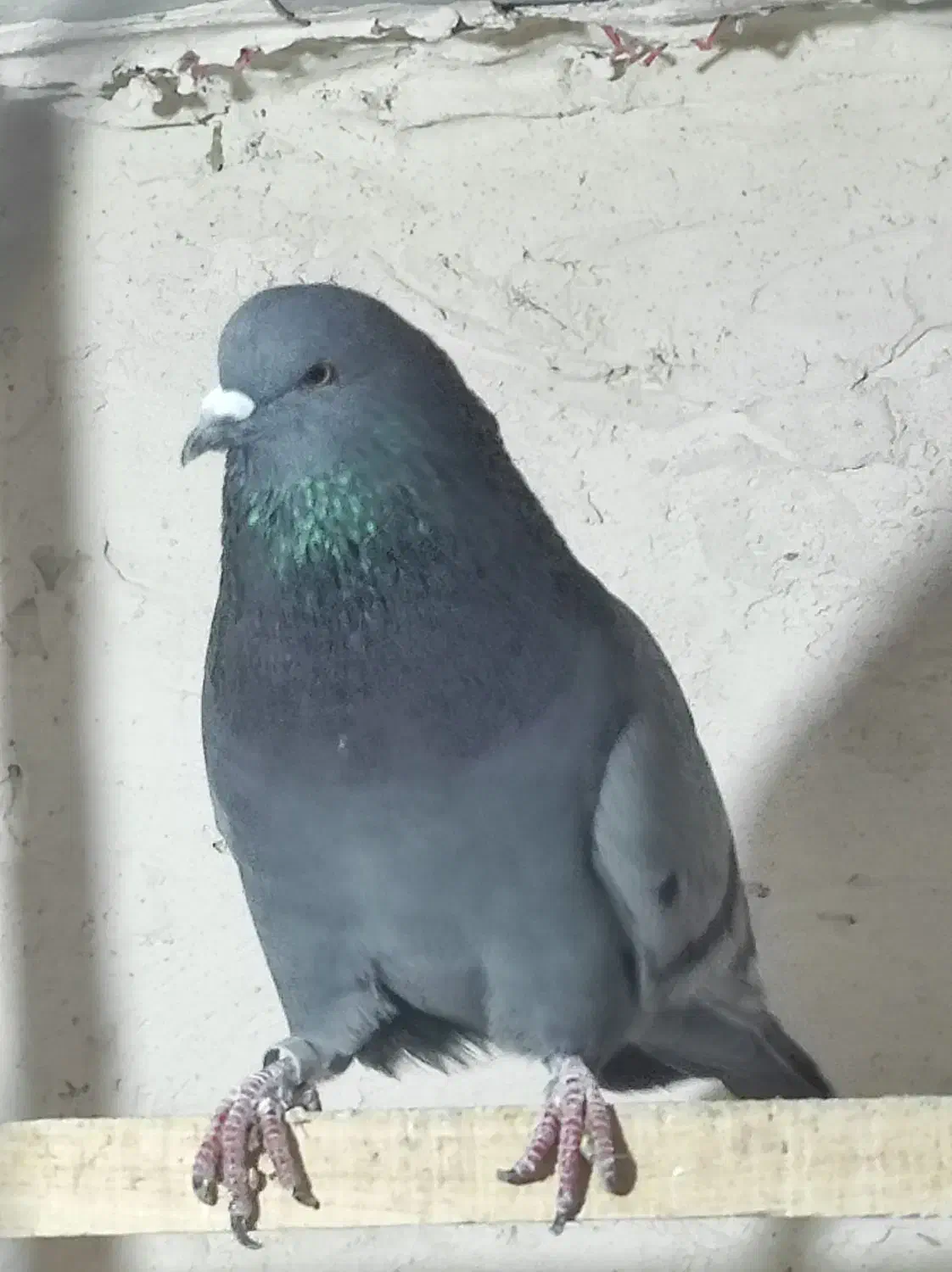 کفتر|پرنده|نهاوند, |دیوار