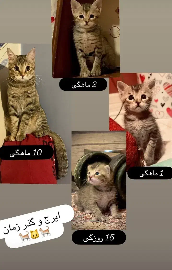 واگذاری گربه|گربه|کرمانشاه, |دیوار