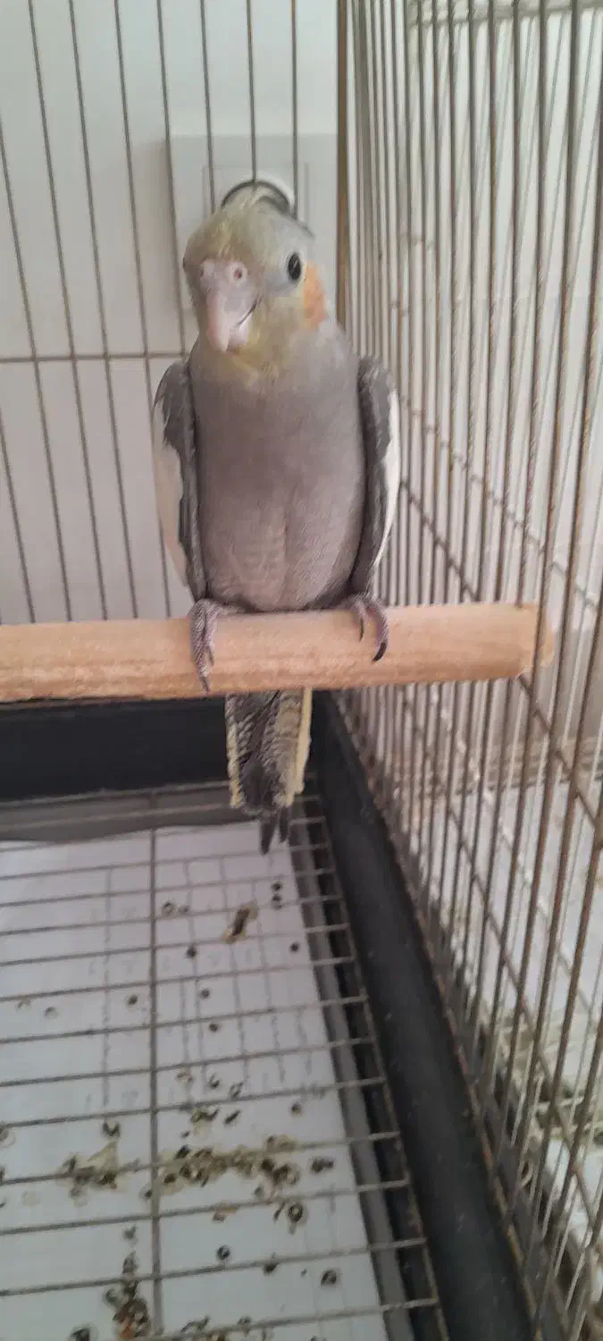 عروس هلندی ۴ماهه دستی|پرنده|بجنورد, |دیوار