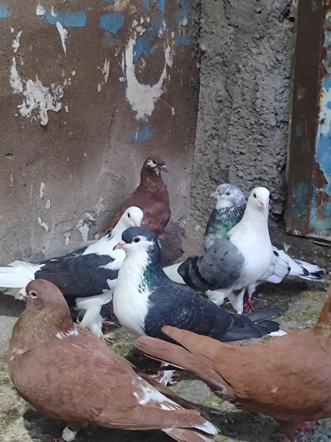 کفتر|پرنده|اهواز, لشکرآباد|دیوار