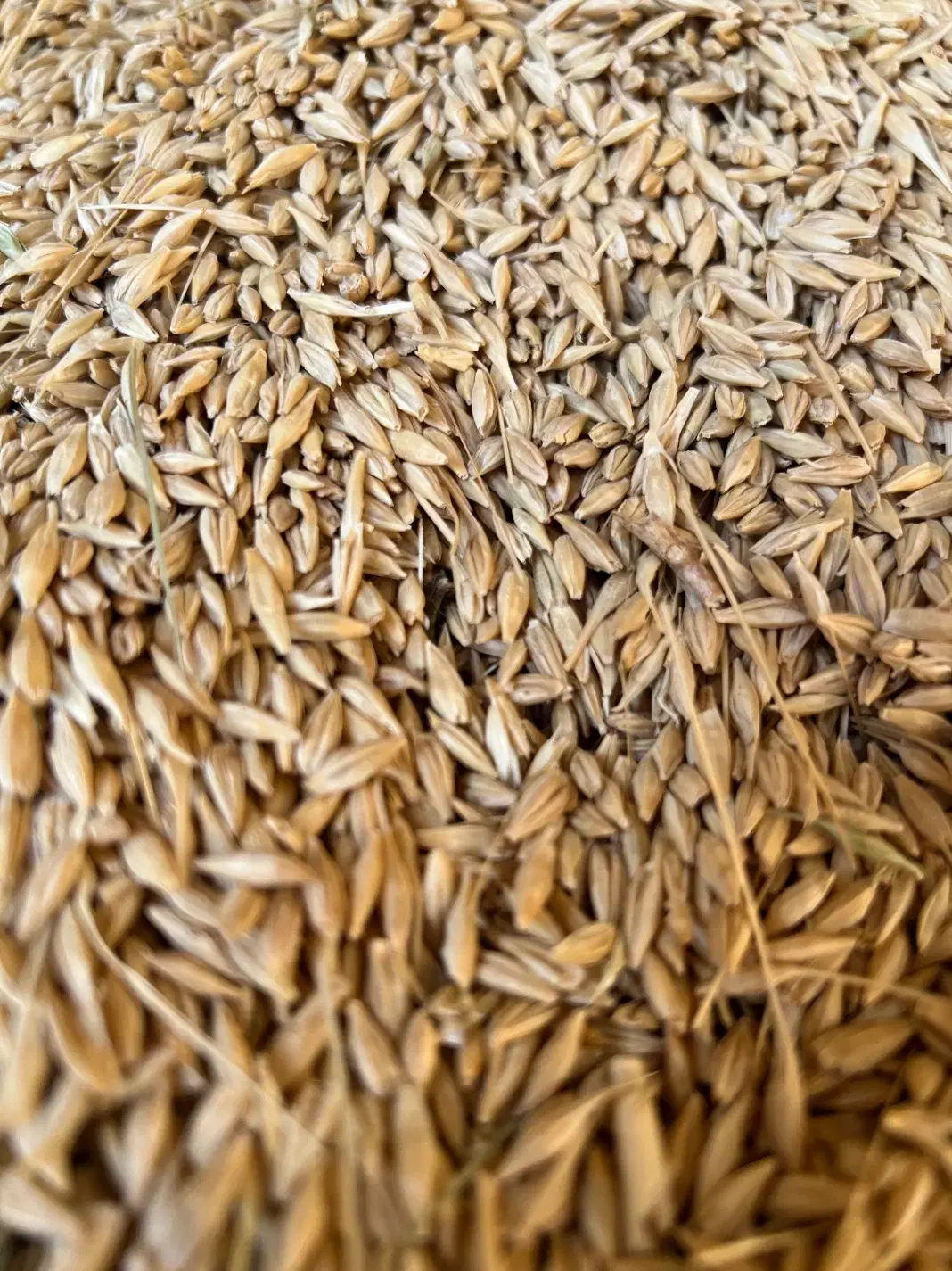 جو آبی جهت کاشت و دام|خدمات باغبانی و درختکاری|آباده, |دیوار