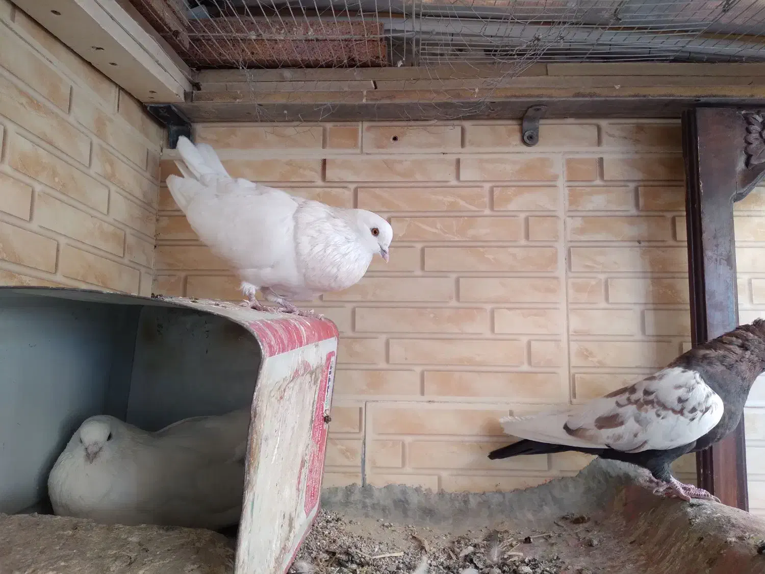 کبوتر چشم پرتقالی اصیل|پرنده|دهاقان, |دیوار