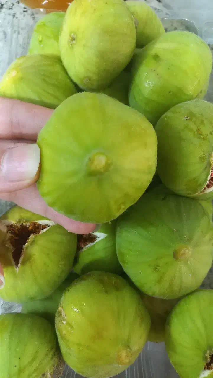 انجیر تازه رسید. تحویل فوری|خوردنی و آشامیدنی|قم, باجک دو|دیوار