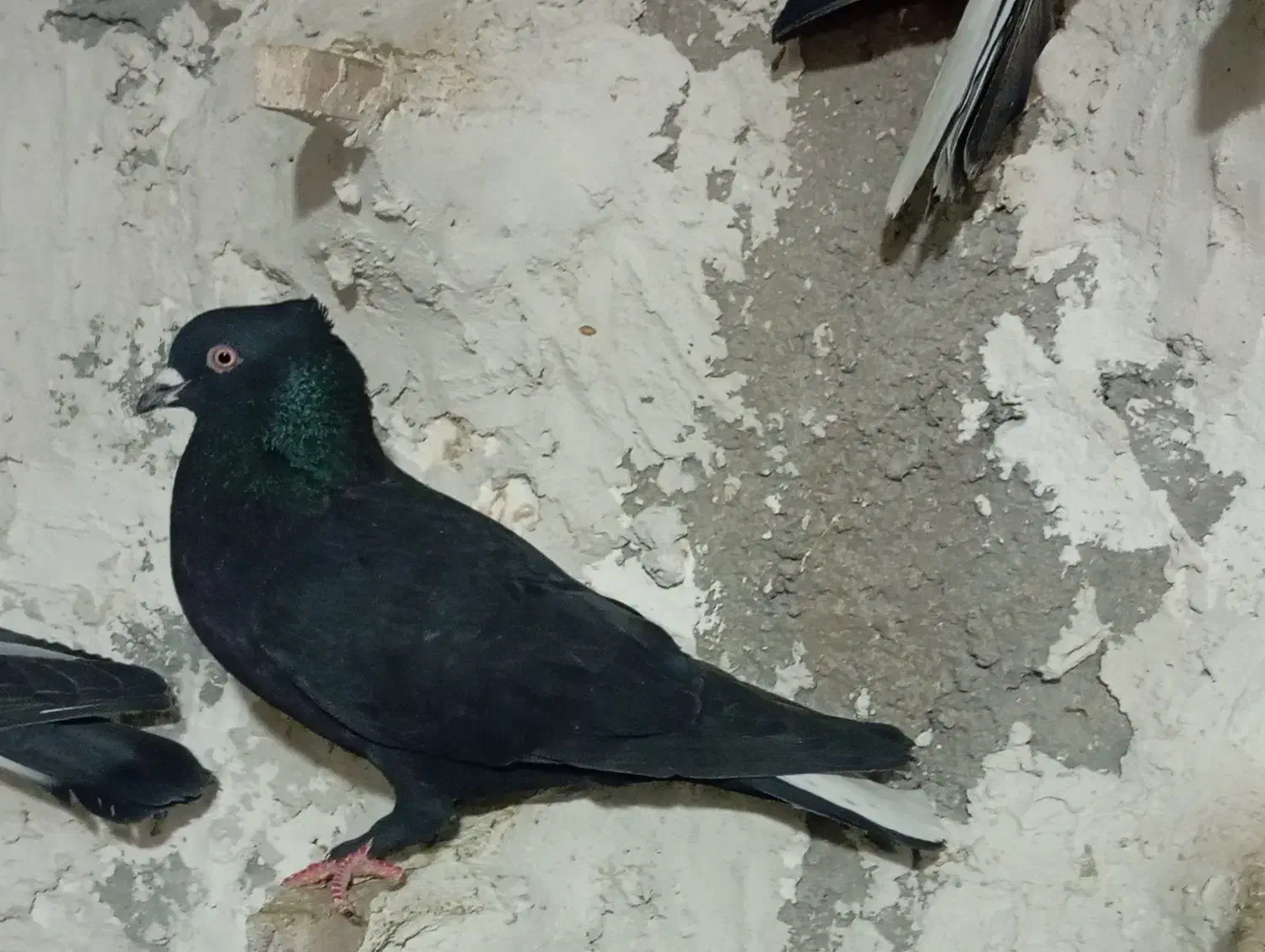 کبوتر|پرنده|شیراز, شهرک قمشه|دیوار